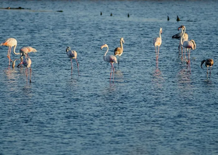 Casino Iv * פיגואיירה דה פוז